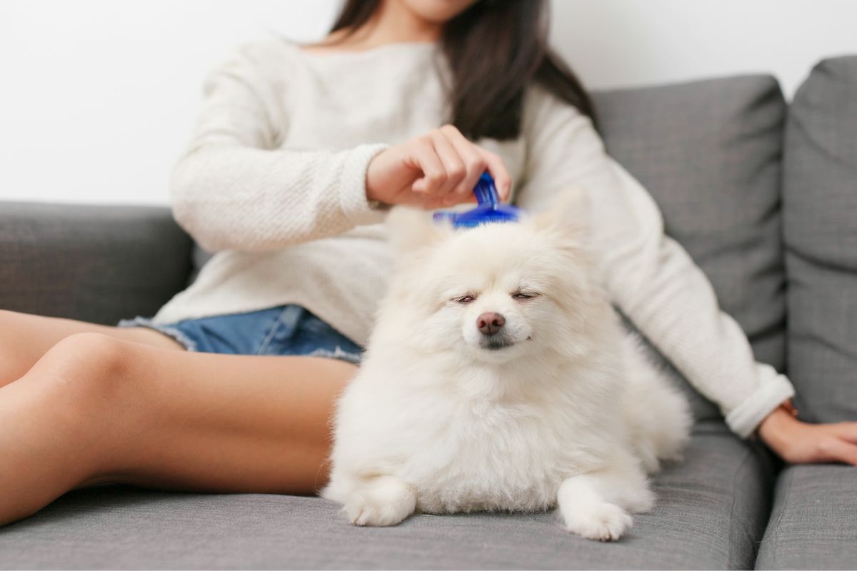 Woman brushing white dog