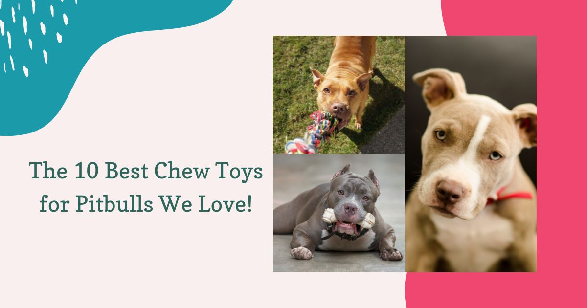 best chew toys for pitbulls
