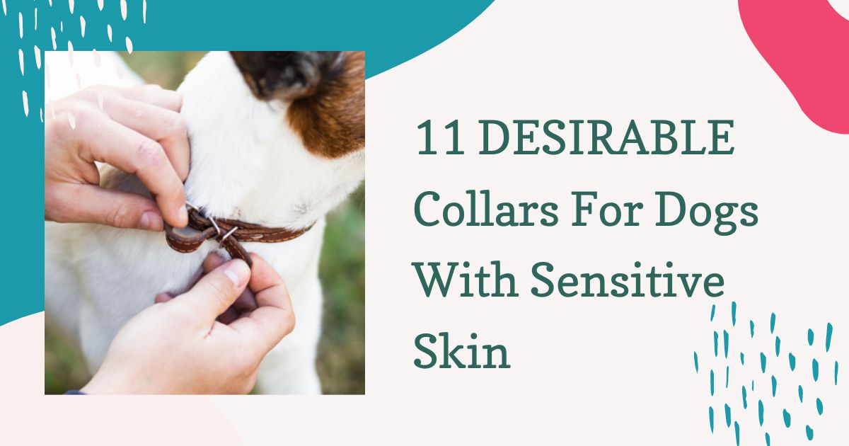 collars for dogs with sensitive skin