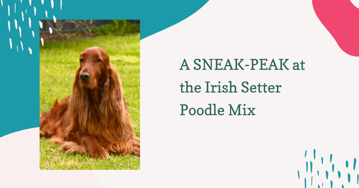 irish setter poodle mix