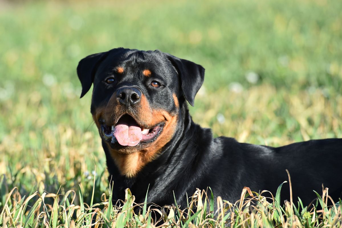 Rottweiler in the field