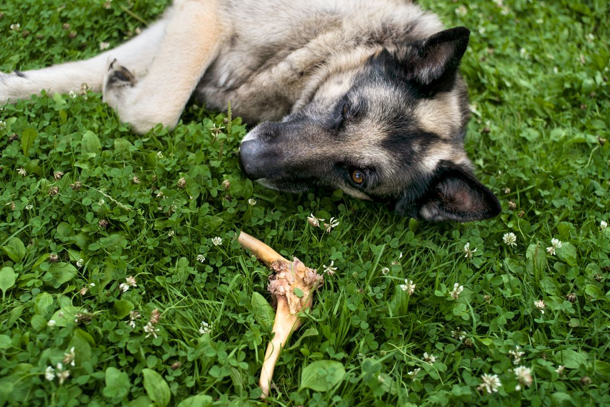 Dog and bone