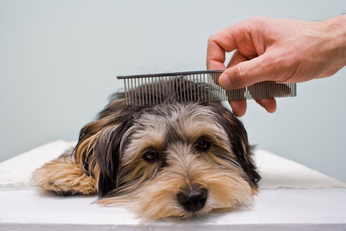 Dog grooming with a comb