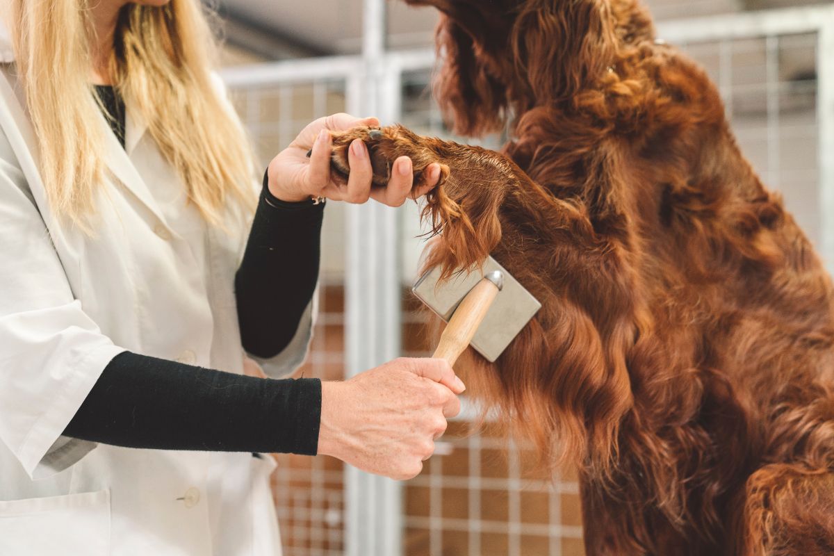 Female groomer brushing dog fur
