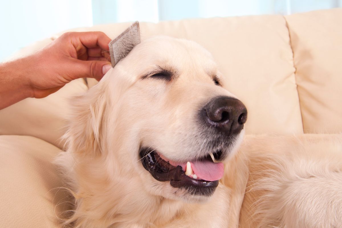 White dog grooming