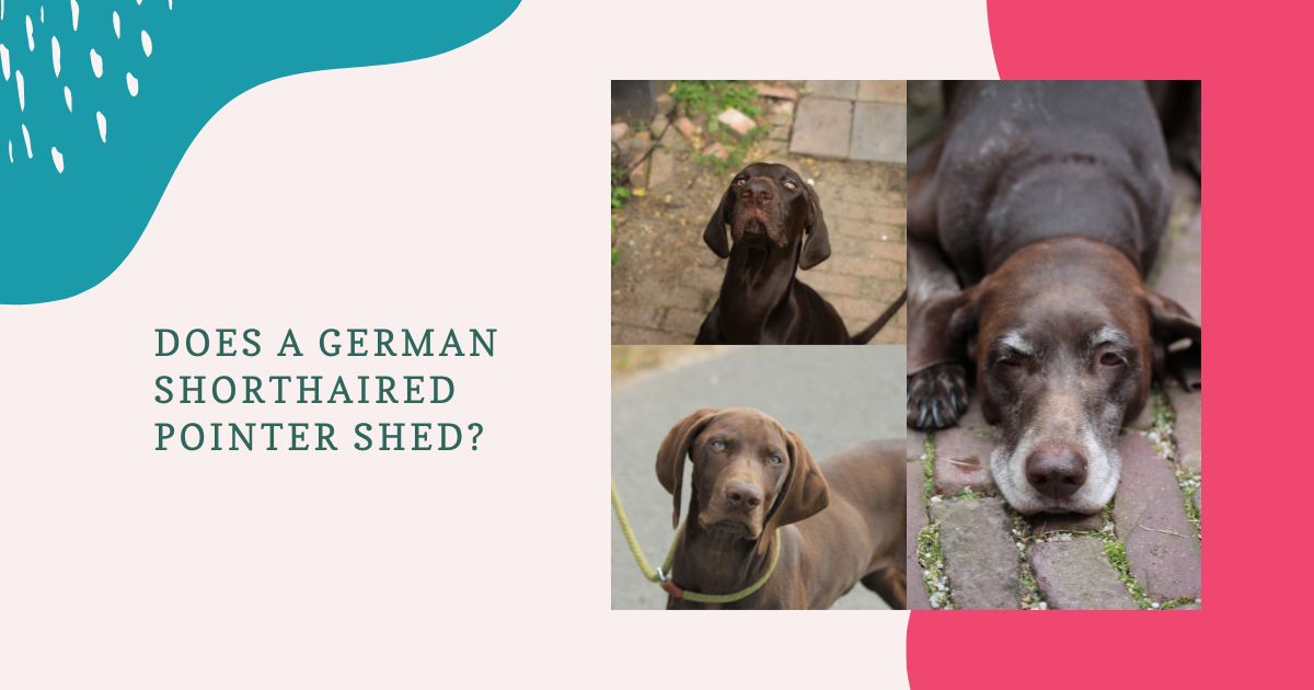 Does a German Shorthaired Pointer Shed?