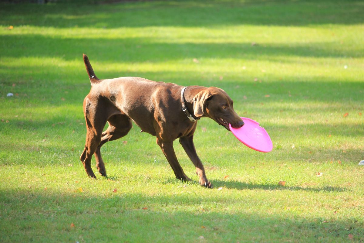 German Shorthaired Pointer playing with frisbee