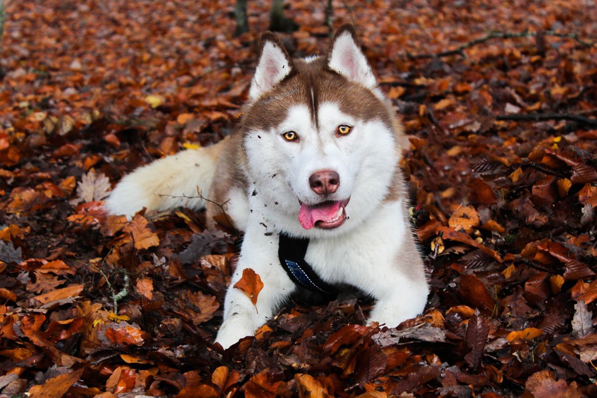 Husky in the autumn leaves