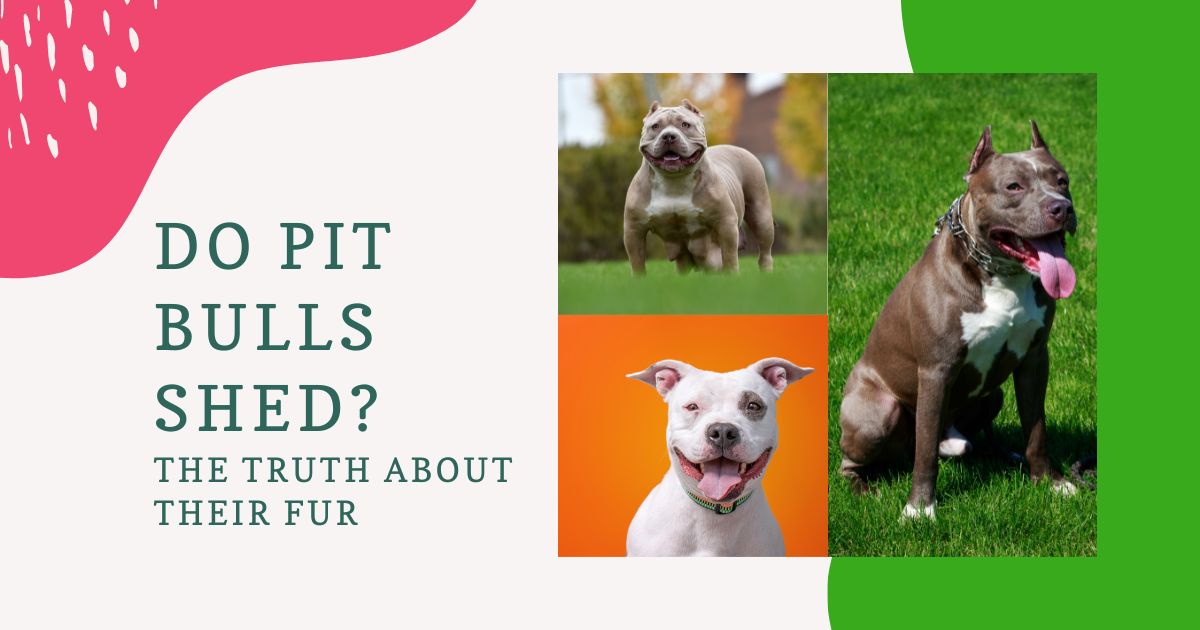 Do Pit Bulls Shed