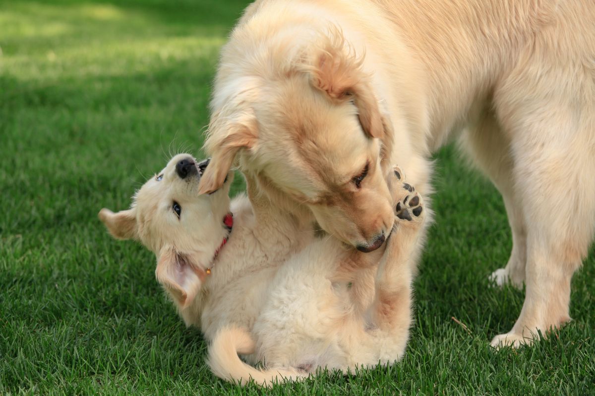 Golden retriever and puppy