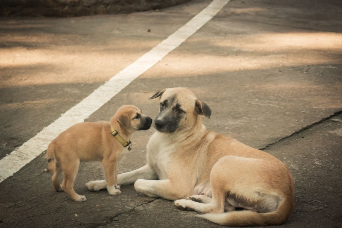 Mother dog and puppy