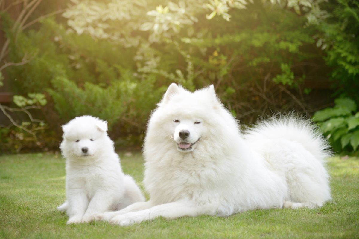 Samoyed dog and puppy
