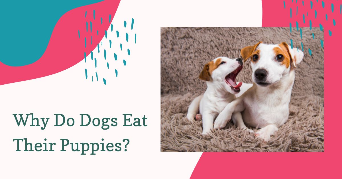 Why Do Dogs Eat Their Puppies