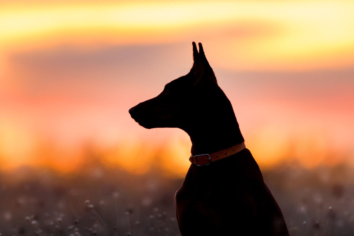 Doberman dog silhouette
