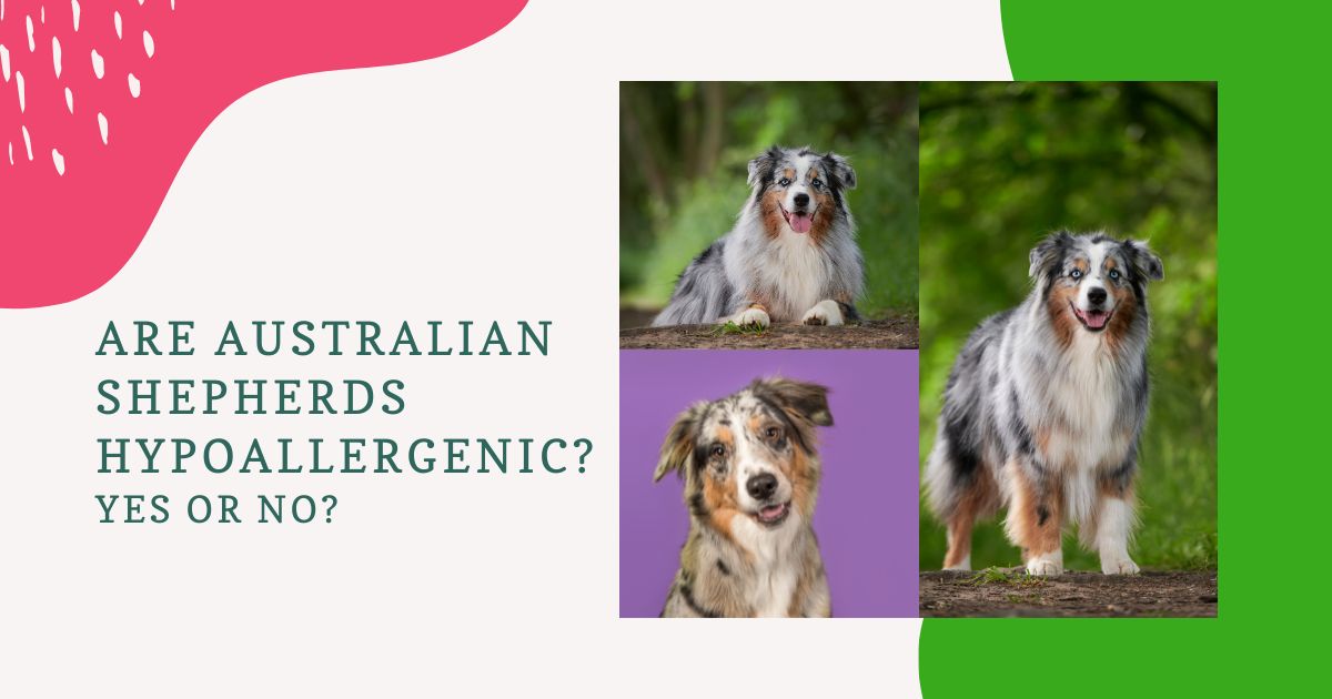 Are Australian Shepherds Hypoallergenic