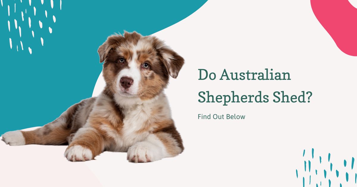 Do Australian Shepherds Shed