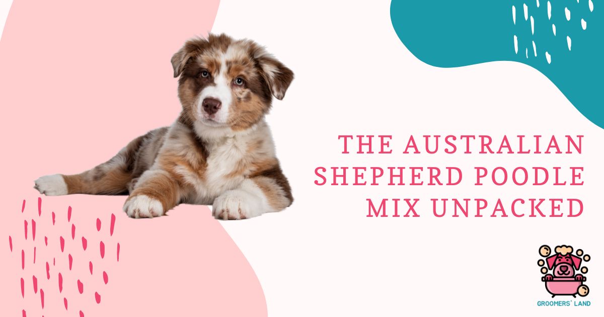 The Australian Shepherd Poodle Mix Unpacked