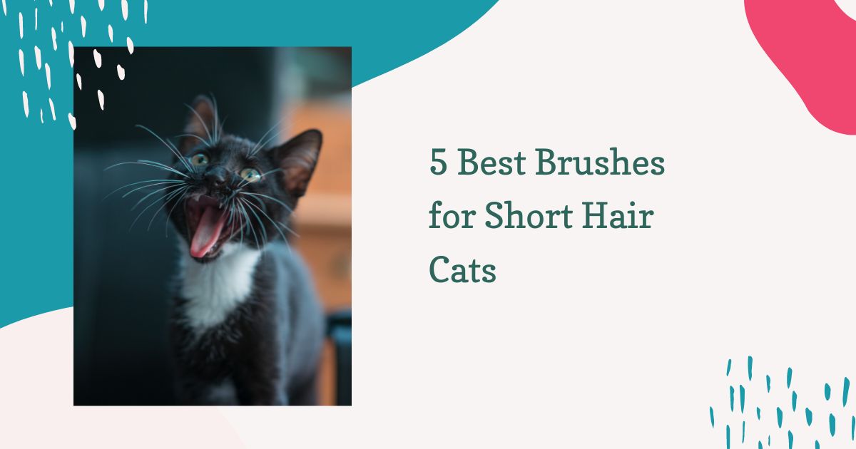 Brushes for Short Hair Cats