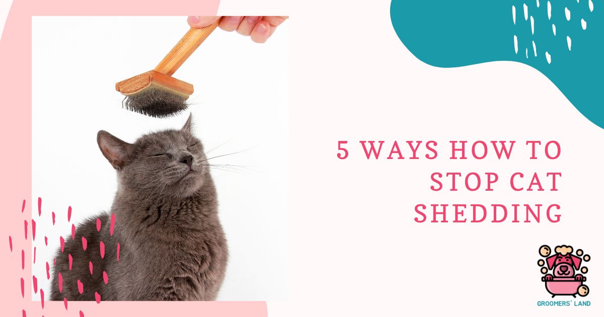 How to Stop Cat Shedding