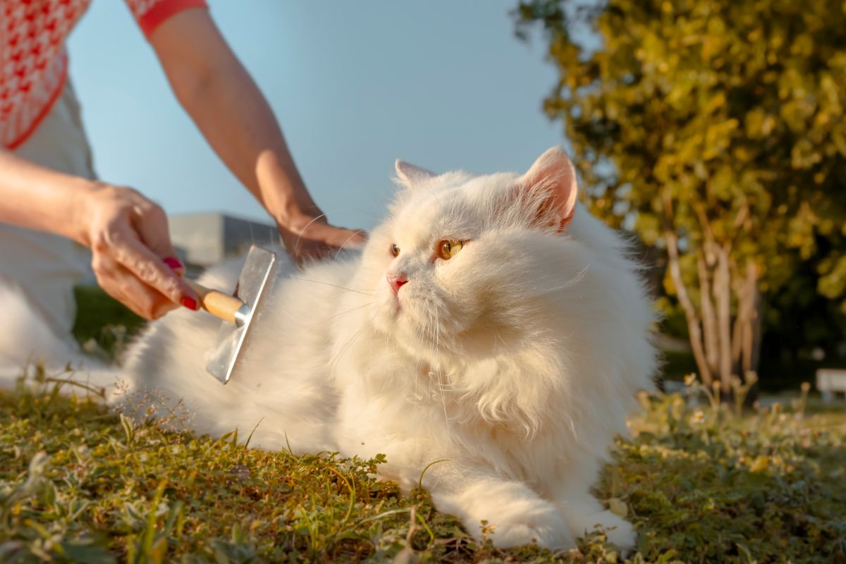 White Persian cat grooming