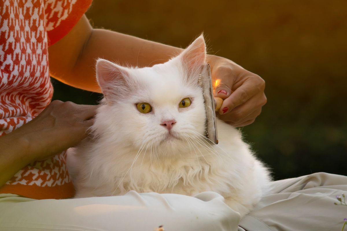 White Persian cat shedding