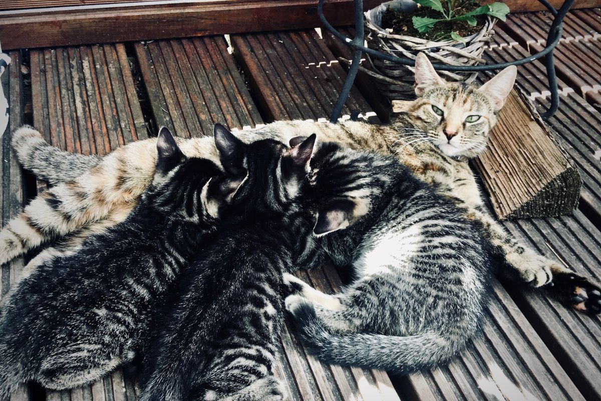 Big cat feeding kittens