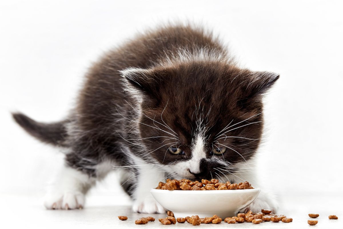 Kitten and cat food