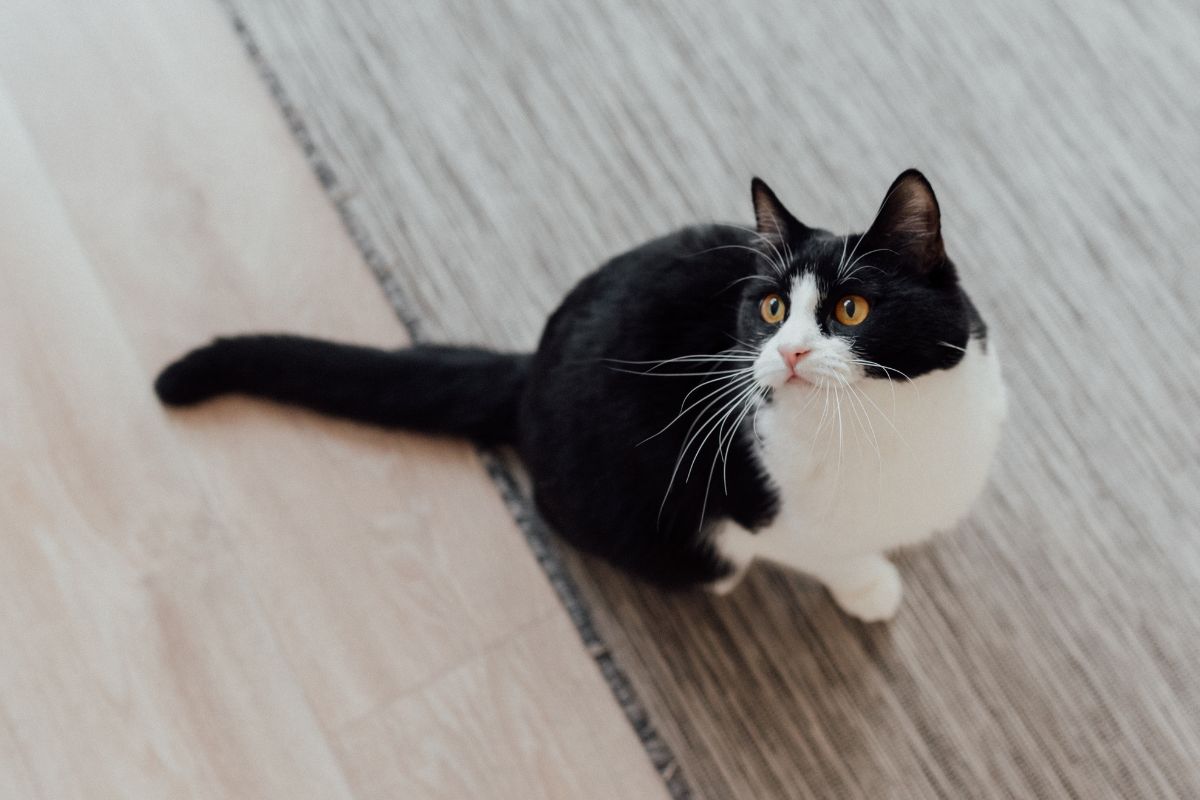 Tuxedo cat on a wooden floor