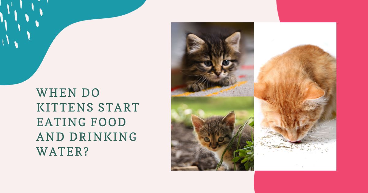 When Do Kittens Start Eating Food and Drinking Water