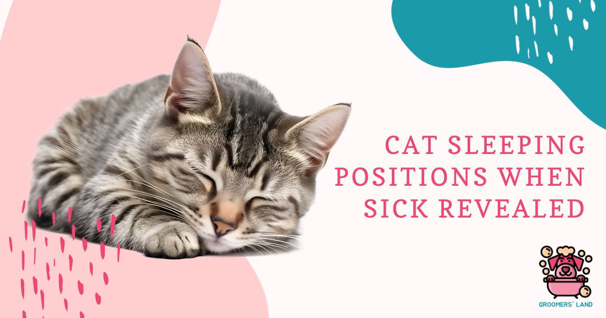 Cat Sleeping Positions When Sick