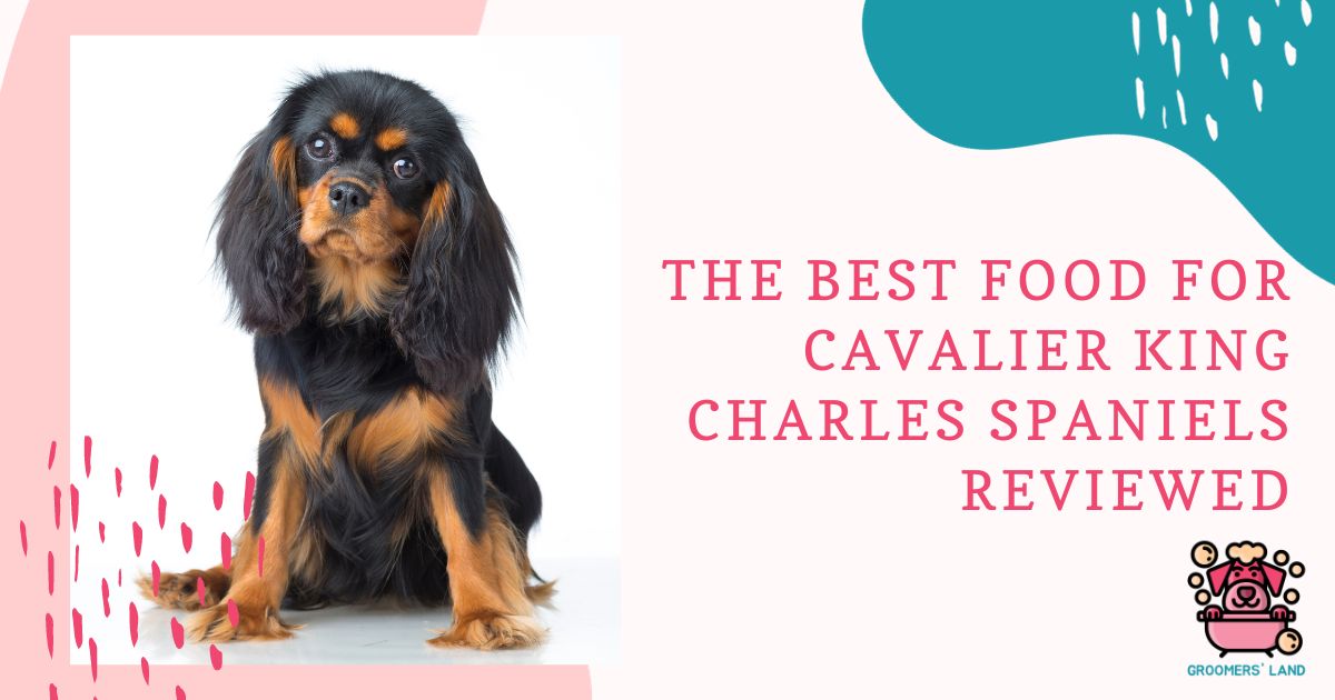 Food for Cavalier King Charles Spaniels