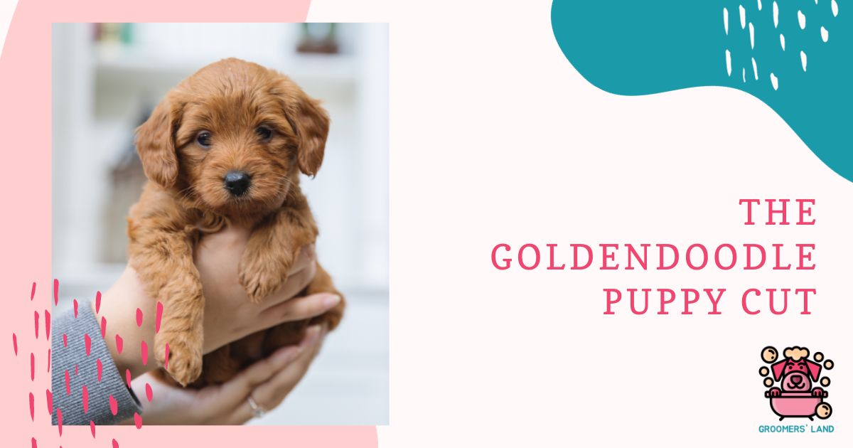 Goldendoodle Puppy Cut