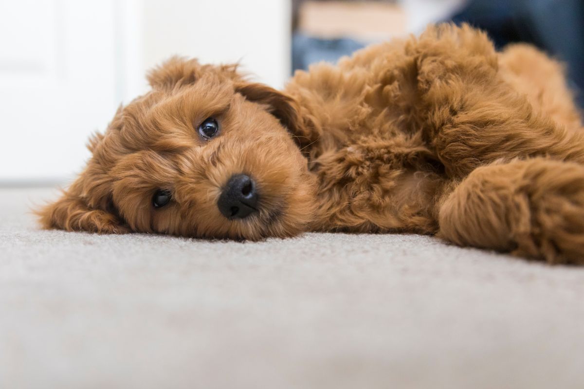 Goldendoodle Puppy at home