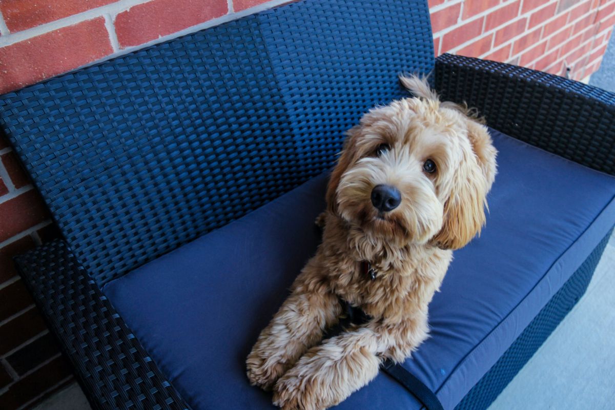 Goldendoodle Puppy on the chair