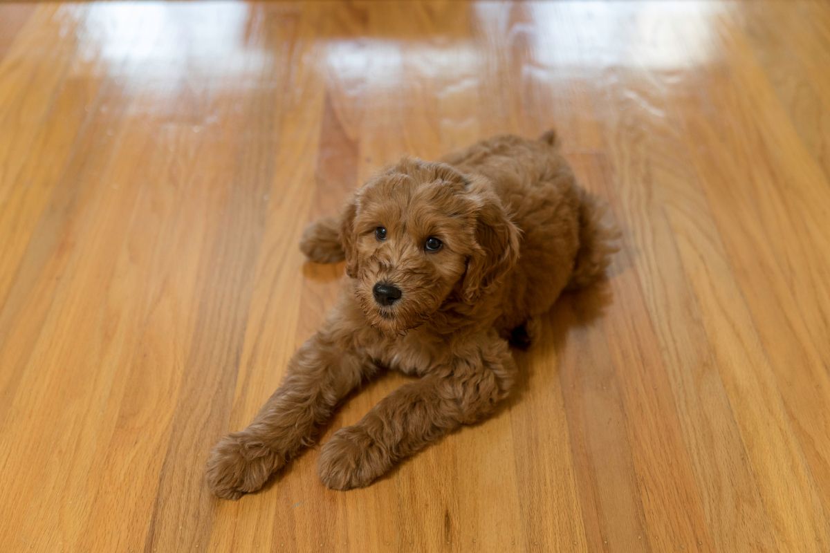 Goldendoodle Puppy on the floor