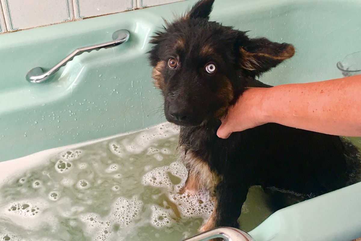 German Shepherd first bath