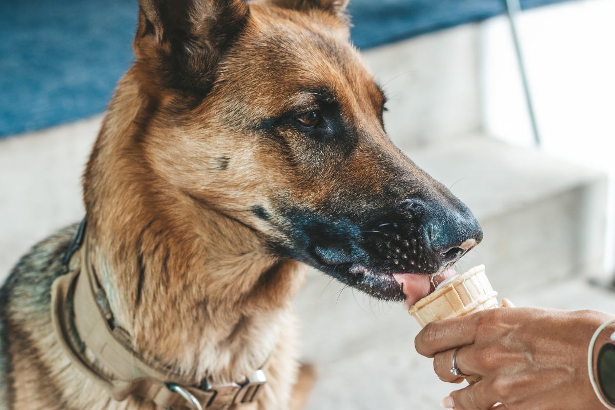 German Shepherds eating ice cream