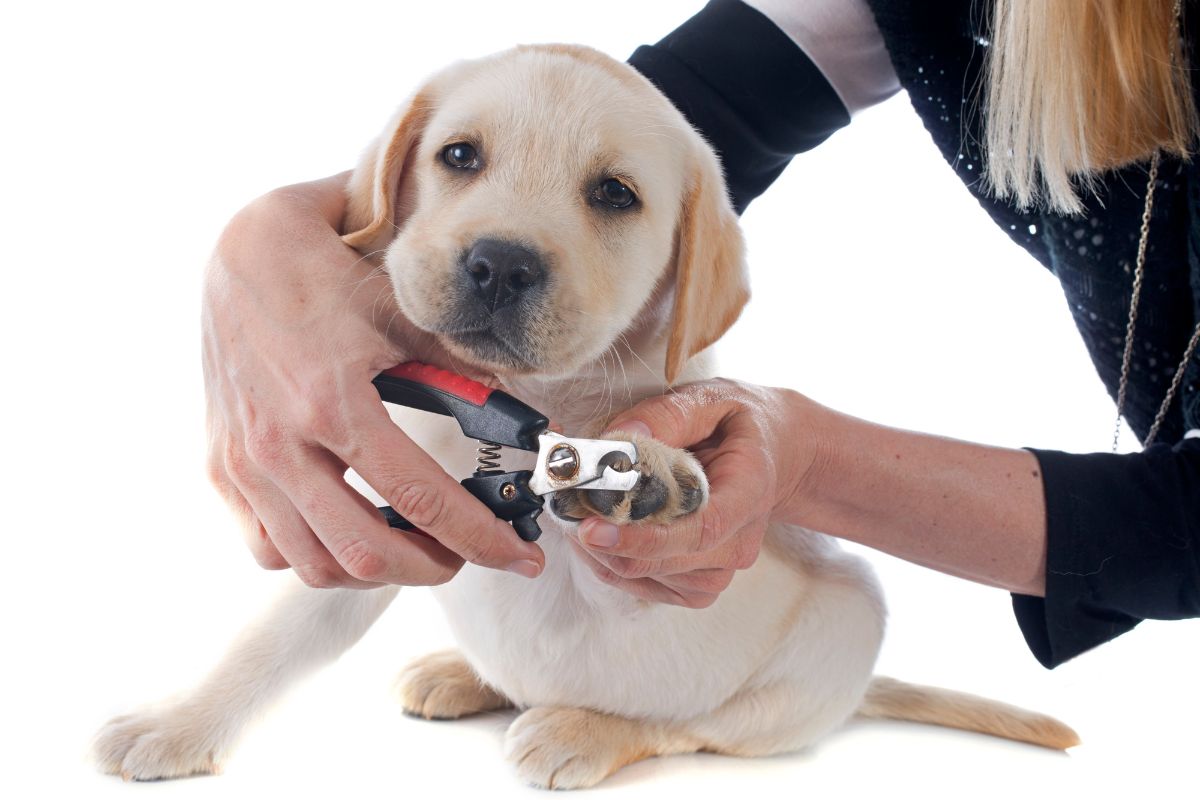 Girl cutting nails to labrador dog