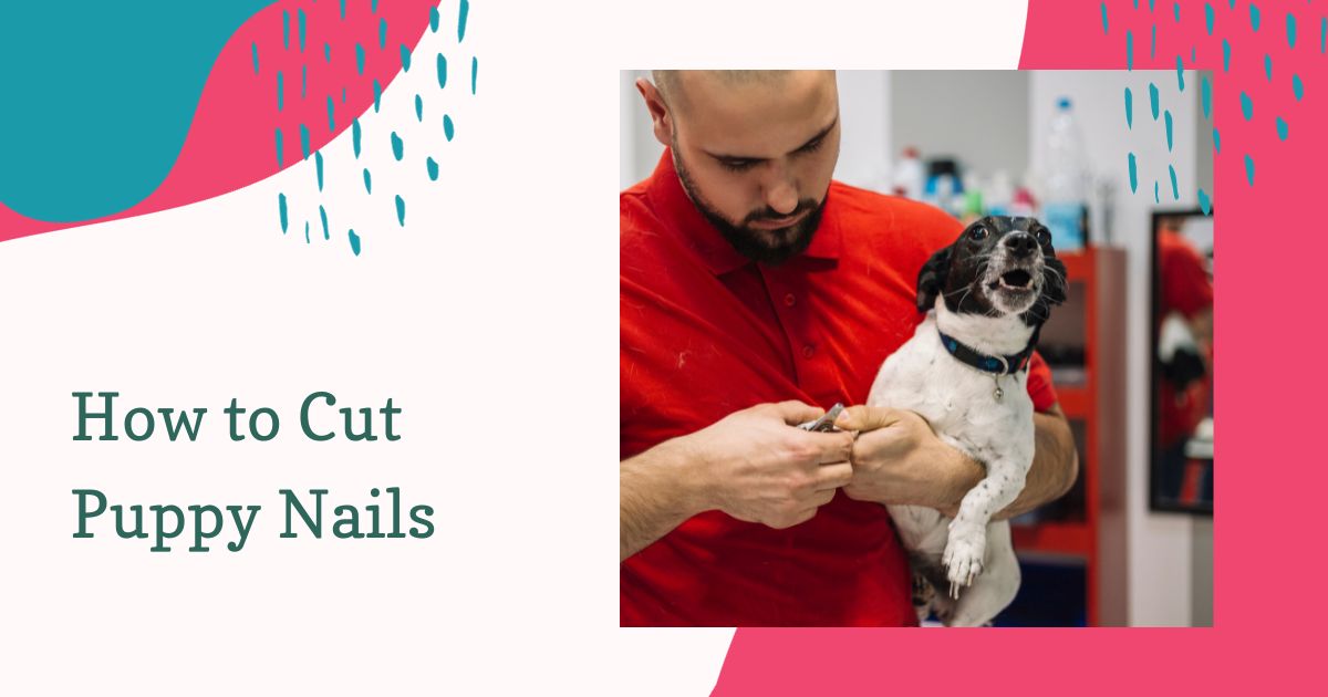 How to Cut Puppy Nails