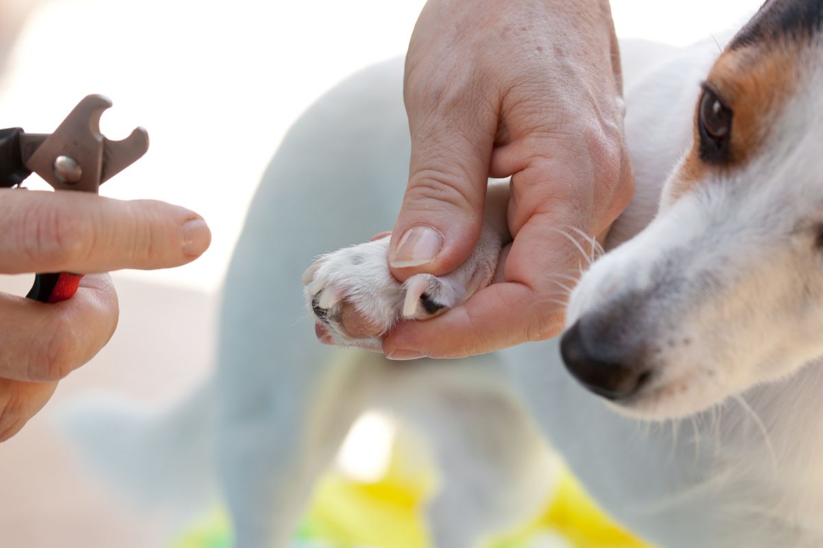 Man cutting puppy nails