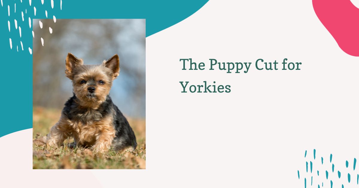 Puppy Cut Yorkies