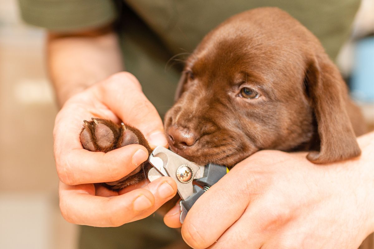 Veterinarian cutting puppy nail