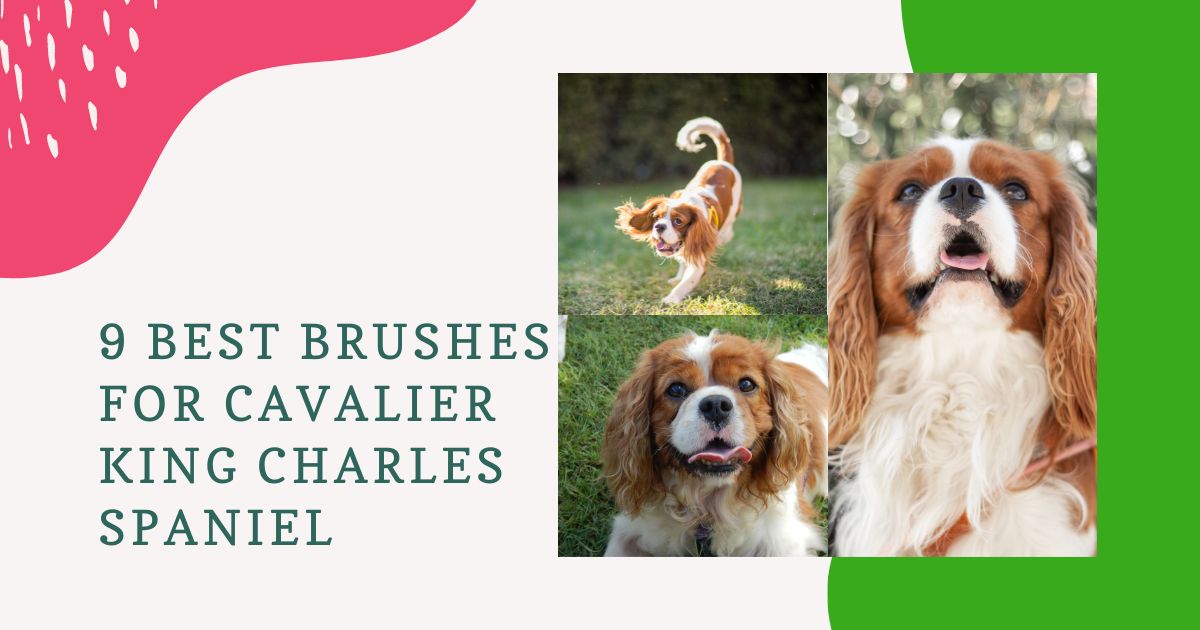 Brushes for Cavalier King Charles Spaniel