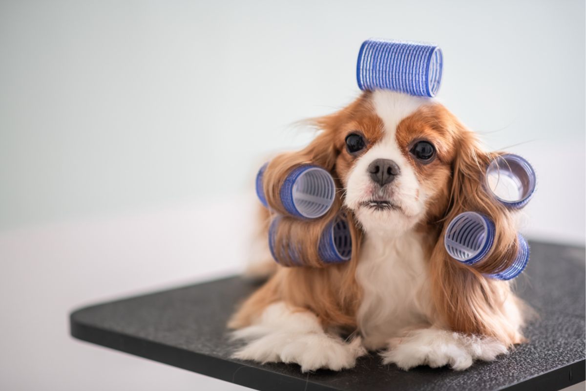 Cavalier King Charles Spaniel dog grooming session