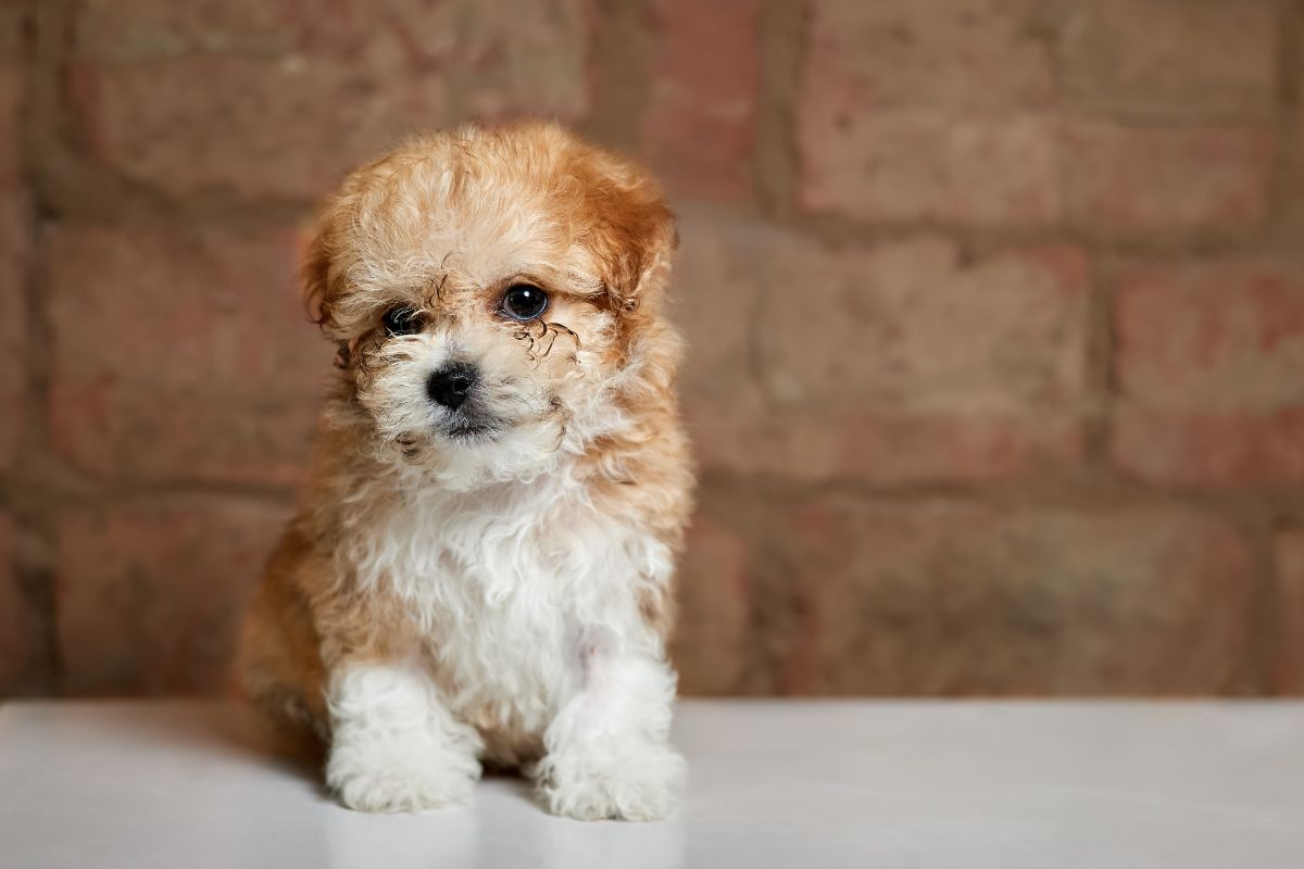 Cute maltipoo puppy