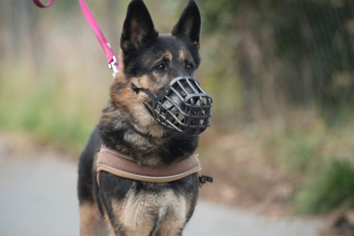 German shepherd dog with muzzle