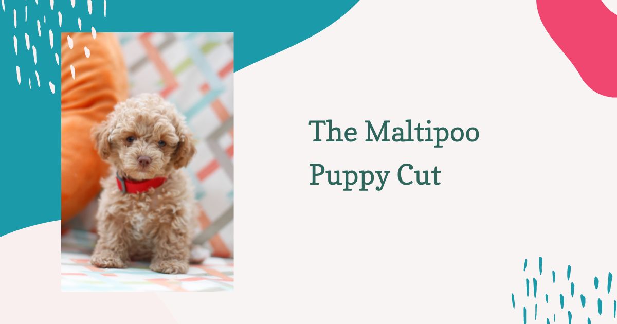 maltipoo puppy cut
